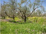 Messinia Valley - Olive Trees - Peloponnese, Greece
