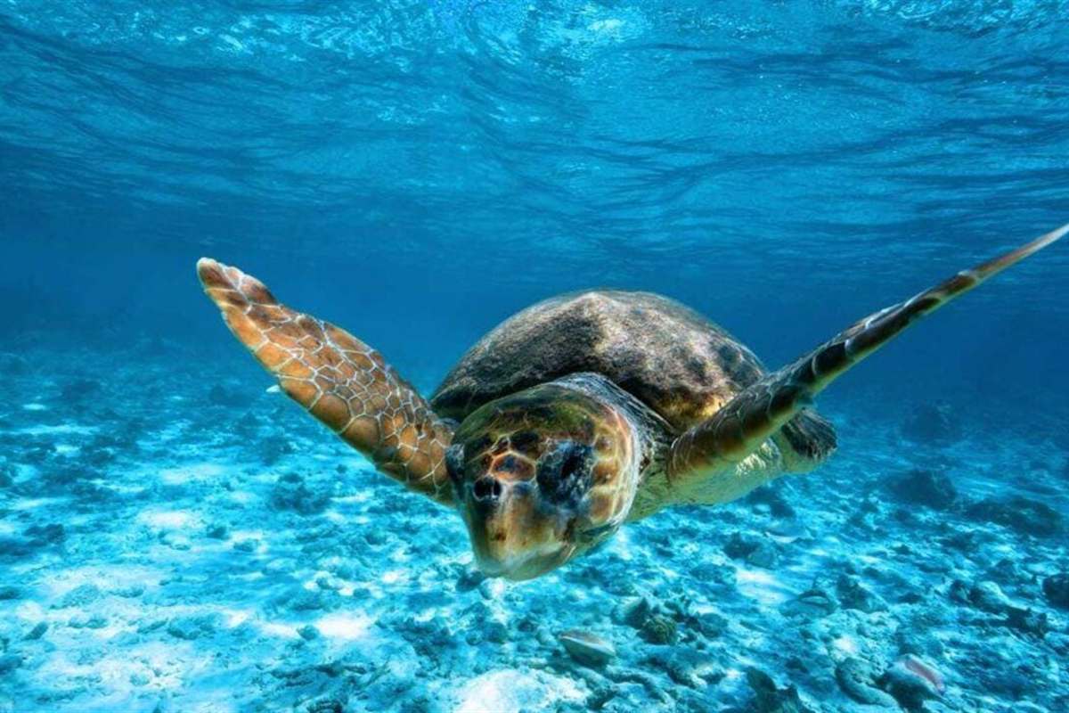 Zakynthos turtles Marathonisi and Keri Caves boat tour: a loggerhead sea turtle with a brown shell and orange-patterned flippers diving through clear blue water above a pale sandy seabed